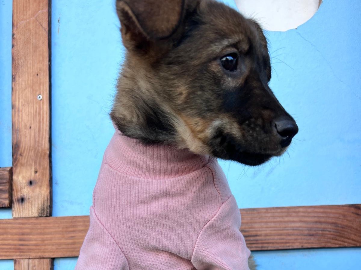 Adotta un cane, femmina, 3 mesi, Bari