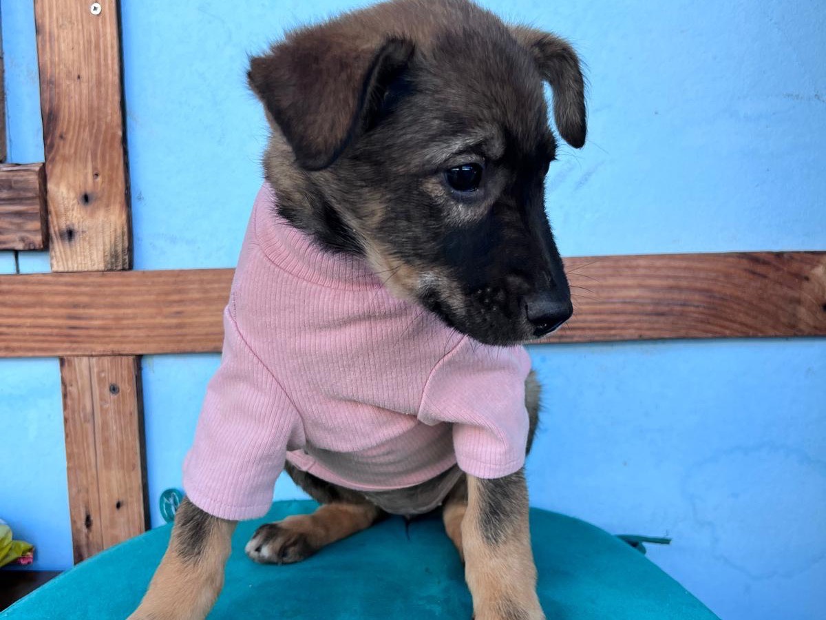 Adotta un cane, taglia piccola, femmina, Bari