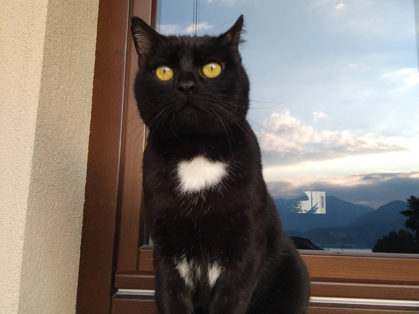 Adozione gatto, maschio, Razza sconosciuta Razza sconosciuta, 3 anni e 6 mesi, taglia non valida, Brescia