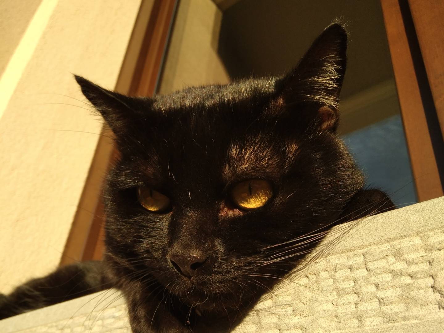 Adotta un gatto, maschio, 3 anni e 6 mesi, Brescia