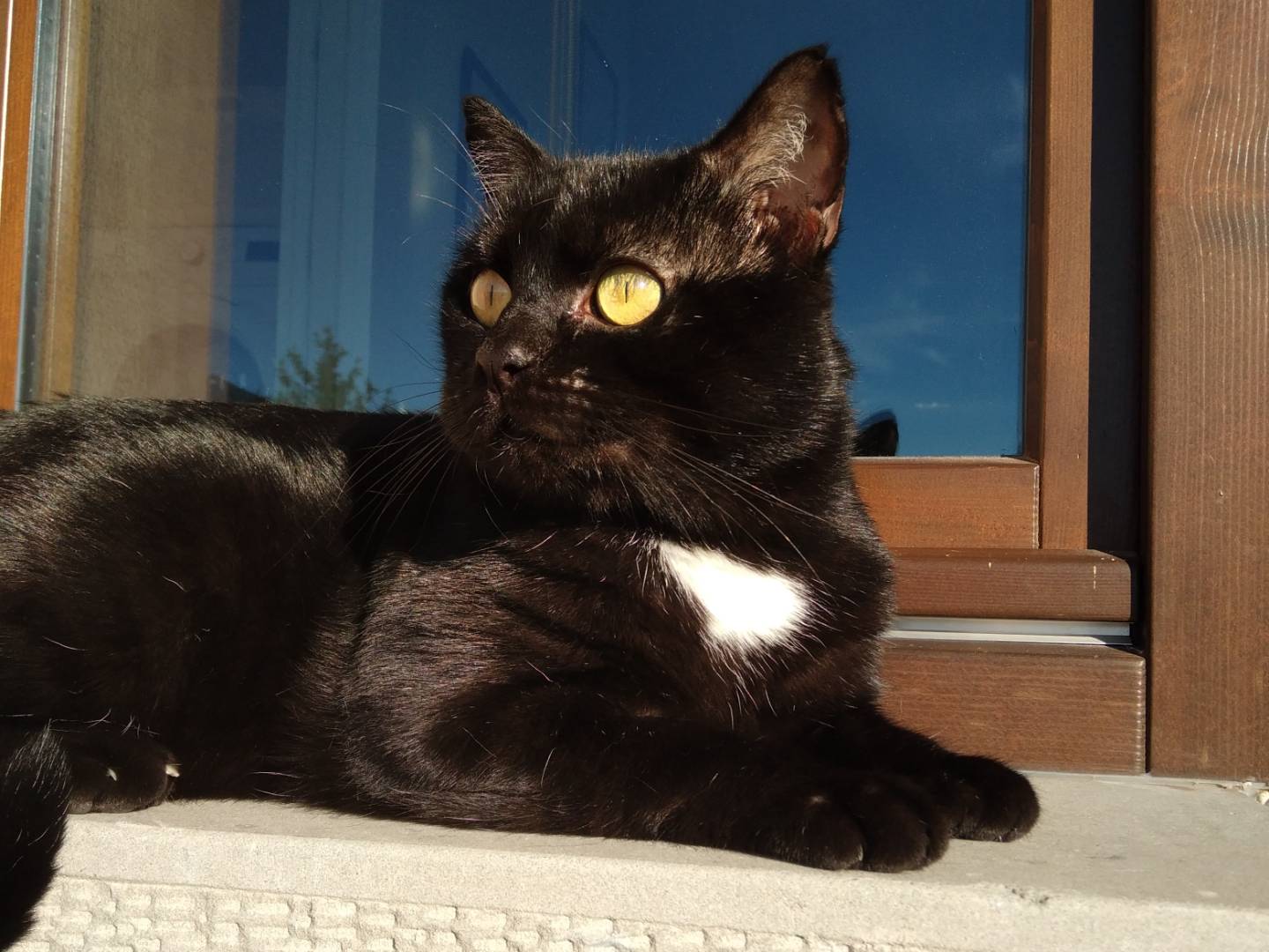 Adotta un gatto, taglia non valida, maschio, Brescia