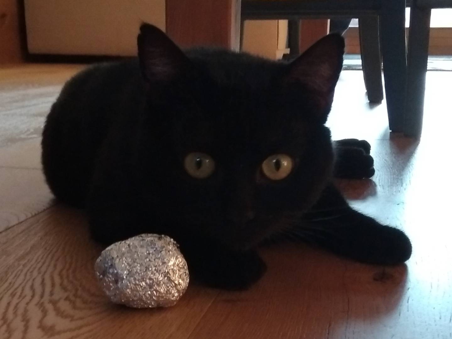 Vuoi adottare un gatto a Brescia?