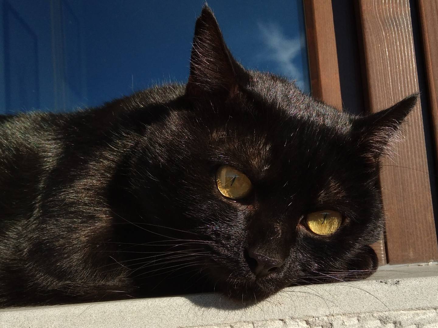 Adotta il gatto Pepe a Brescia