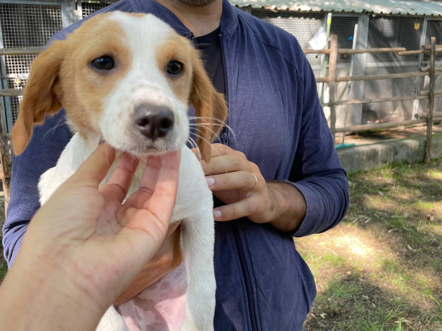Adotta un cane, femmina, 3 mesi, Latina