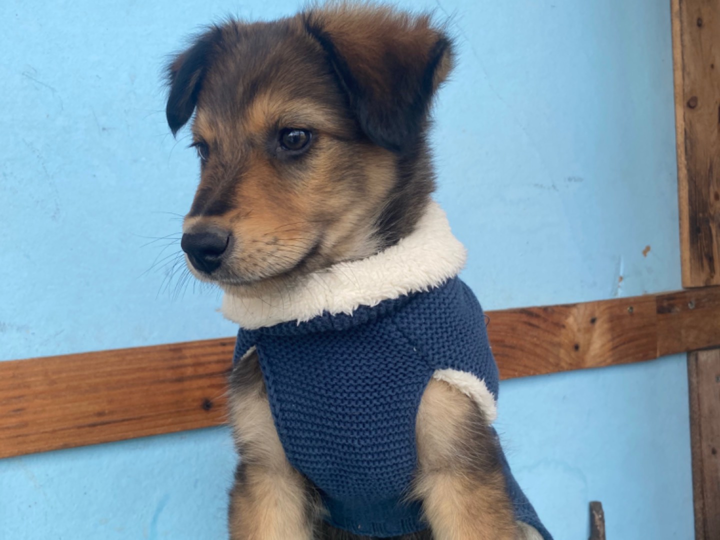Adotta un cane, femmina, 3 mesi, Bari