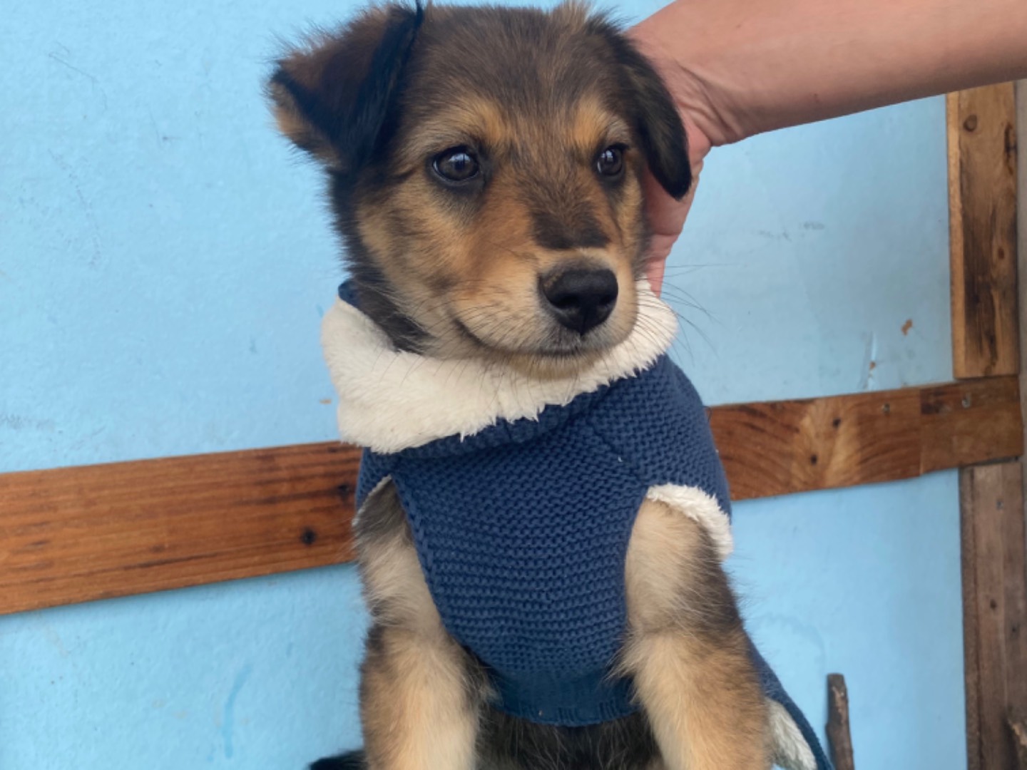 Adotta un cane, taglia piccola, femmina, Bari