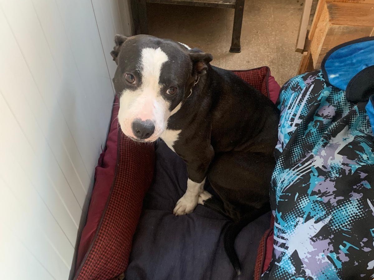 Adozione cane, femmina, Amstaff Pitbull, 2 anni e 5 mesi, taglia media, Palermo