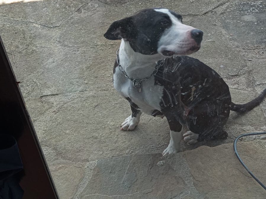 Adotta un cane, femmina, 2 anni e 5 mesi, Palermo