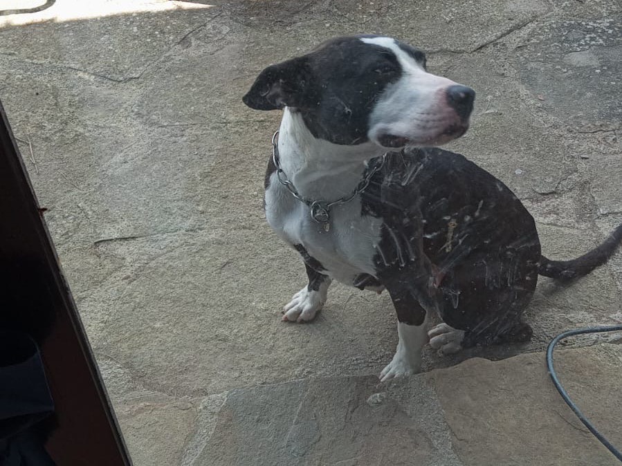 Adotta un cane, taglia media, femmina, Palermo