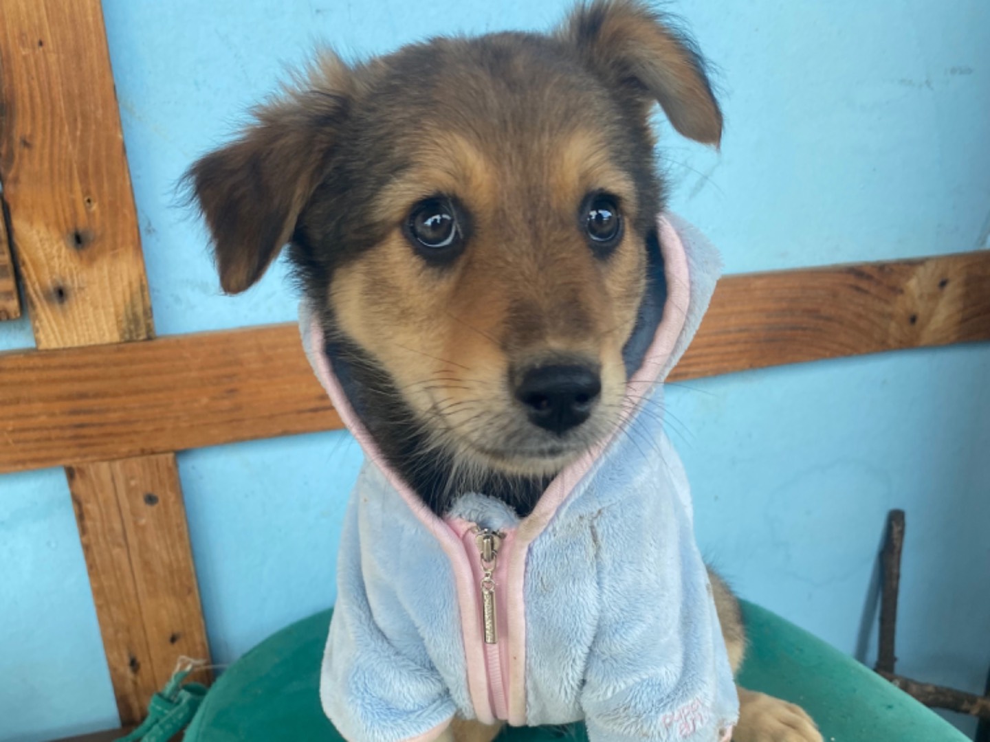 Adozione cane, femmina, Razza sconosciuta Razza sconosciuta, 3 mesi, taglia piccola, Bari