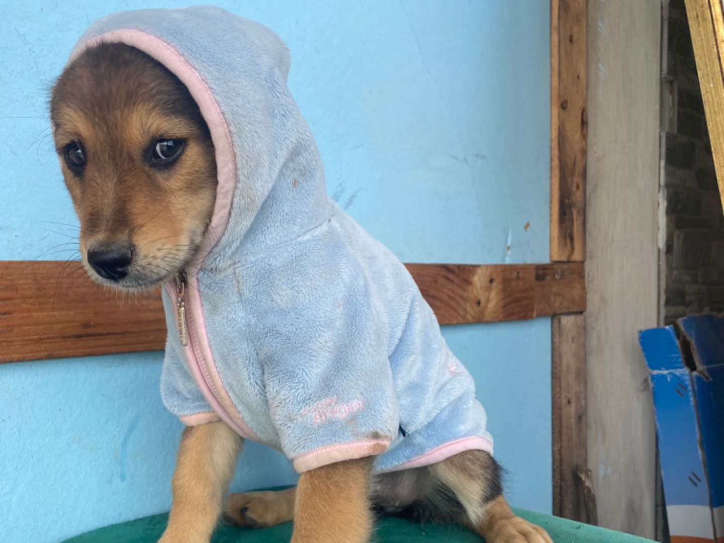 Adotta un cane, femmina, 3 mesi, Bari