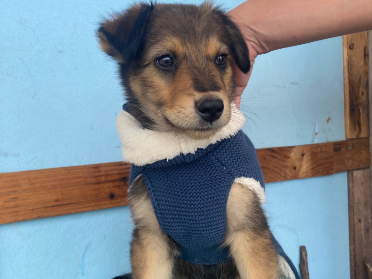 Adozione cane, maschio, Razza sconosciuta Razza sconosciuta, 3 mesi, taglia piccola, Bari