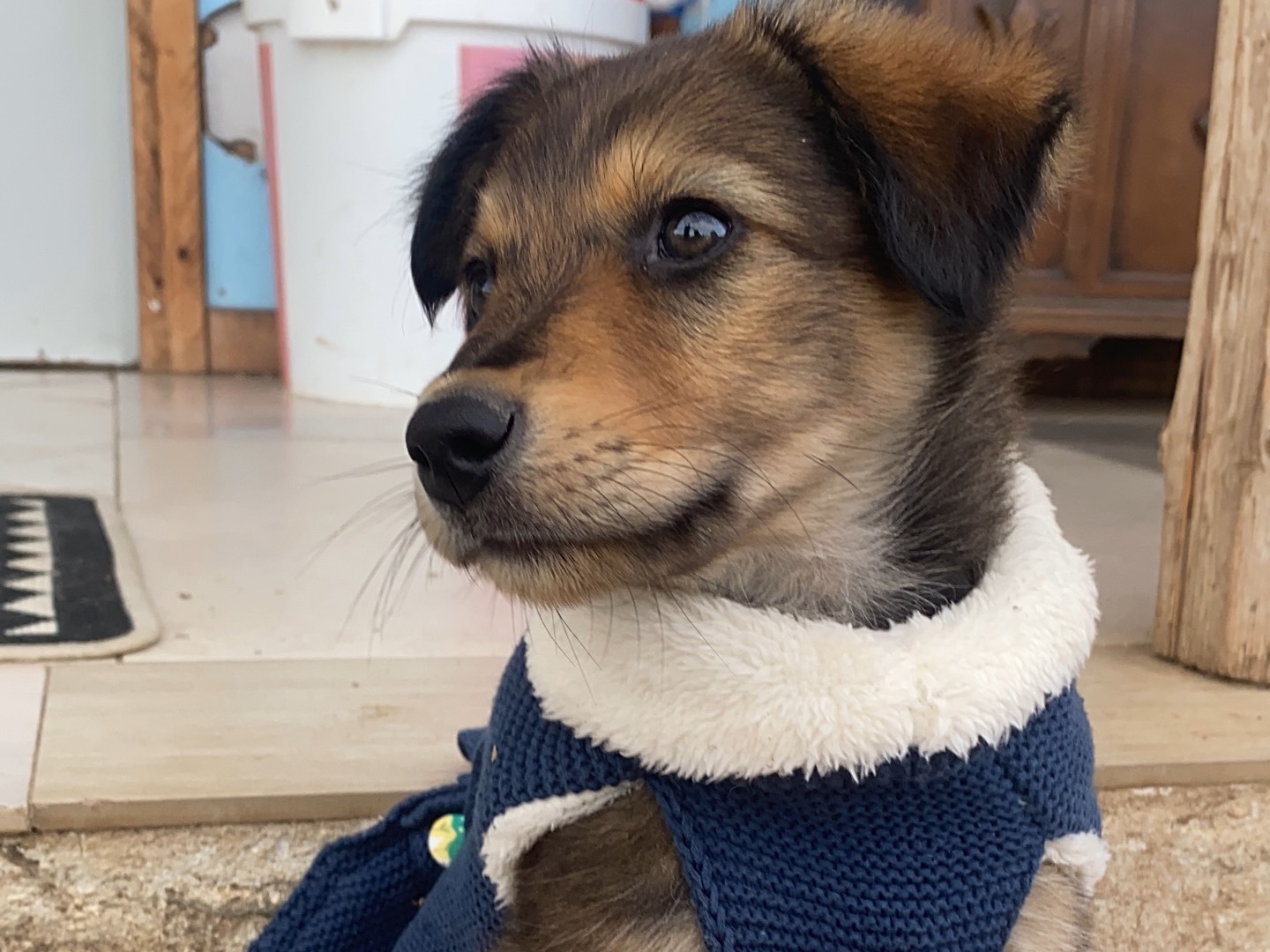 Adotta un cane, maschio, 3 mesi, Bari