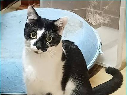 Adozione gatto, maschio, Razza sconosciuta Razza sconosciuta, 5 mesi, taglia non valida, Torino