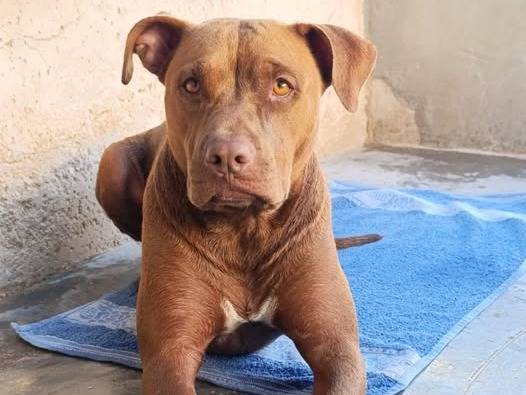 Adozione cane, maschio, Pitbull Razza sconosciuta, 2 anni e 9 mesi, taglia grande, Bari