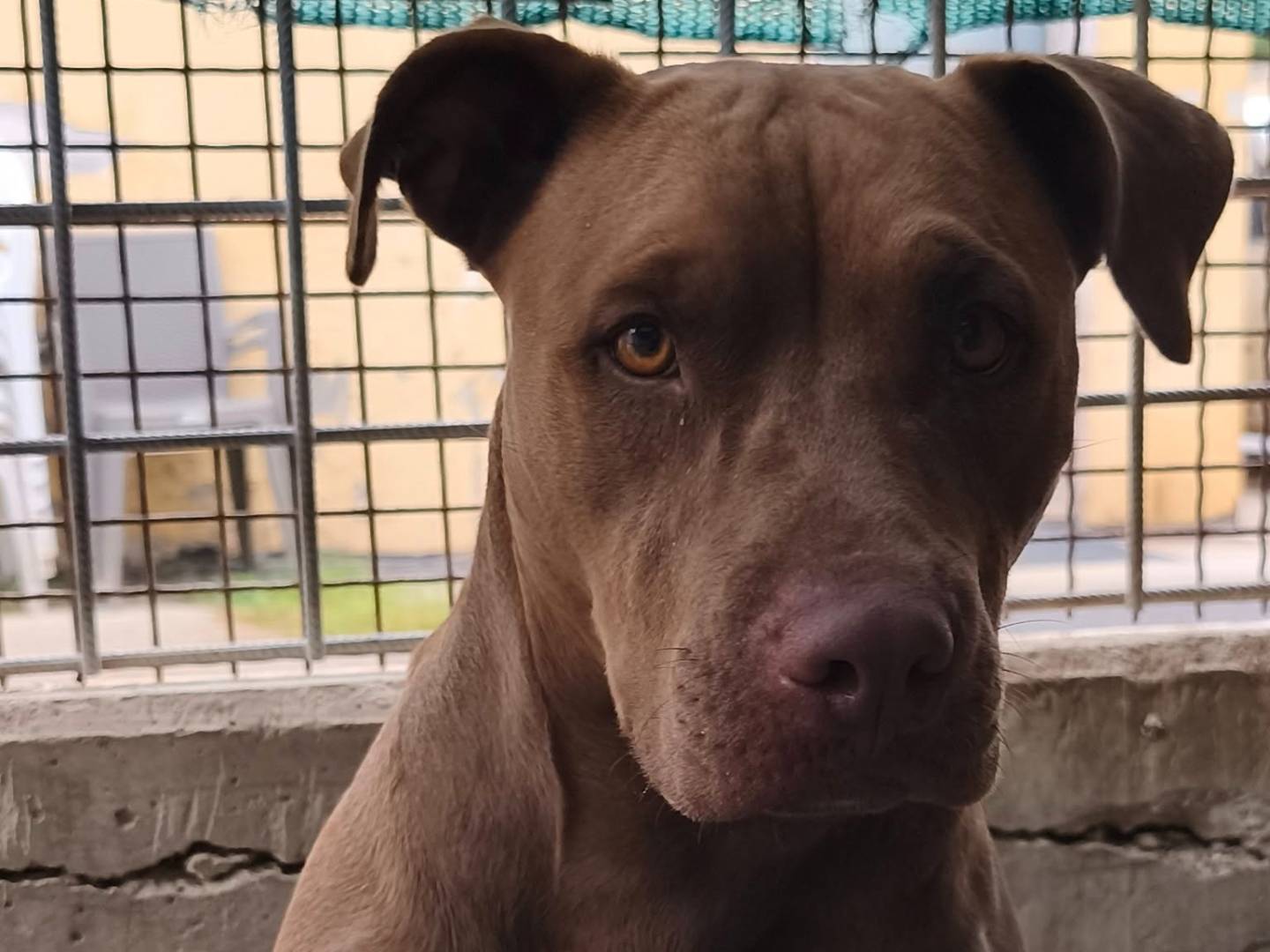 Adotta un cane, maschio, 2 anni e 9 mesi, Bari
