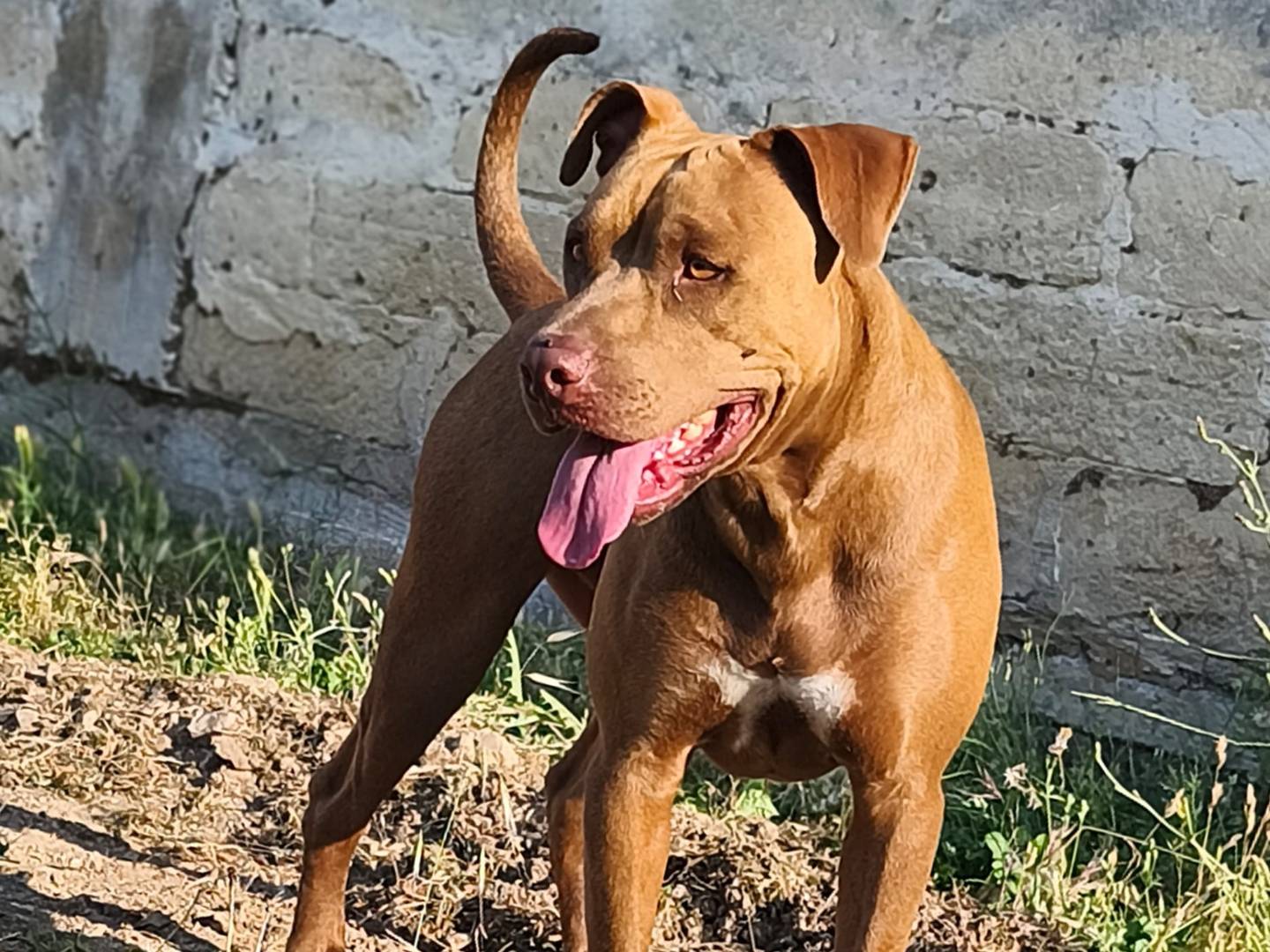 Adotta un cane, taglia grande, maschio, Bari