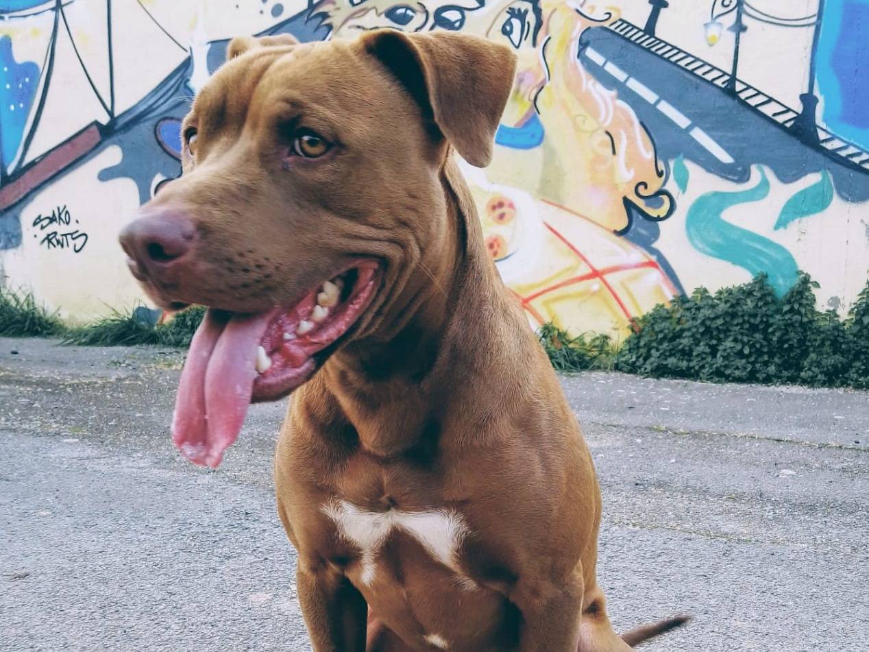 Vuoi adottare un cane a Bari?