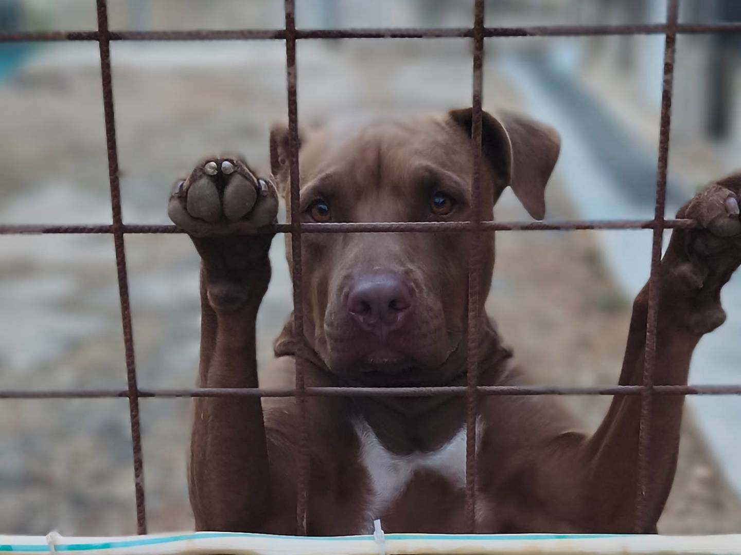 Adotta il cane Jago a Bari
