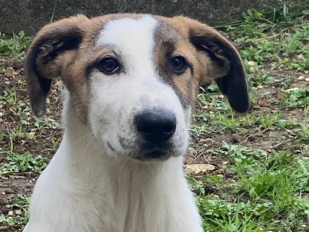 Adozione cane, femmina, Razza sconosciuta Razza sconosciuta, 4 mesi, taglia media, Avellino