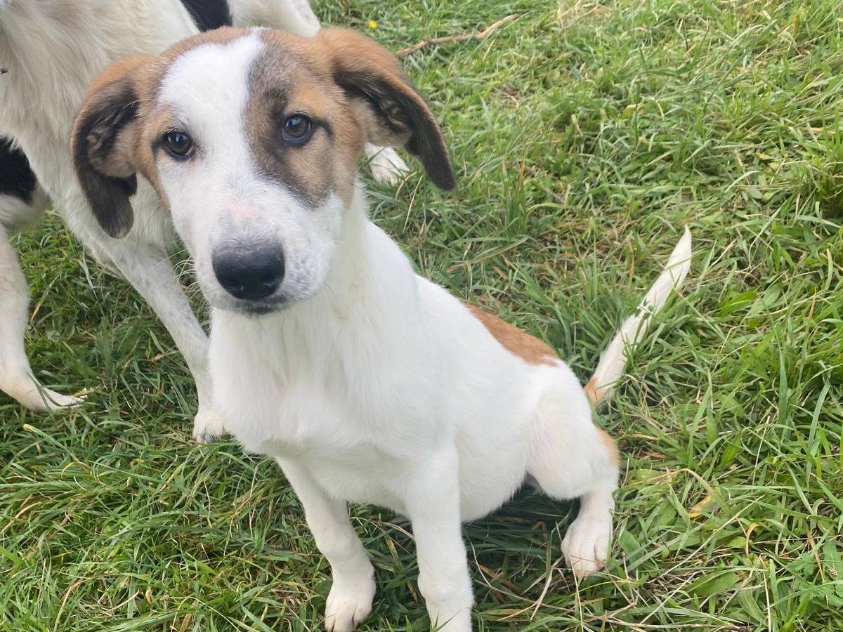 Adotta un cane, femmina, 4 mesi, Avellino