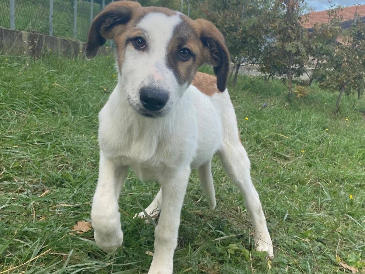 Adotta un cane, taglia media, femmina, Avellino