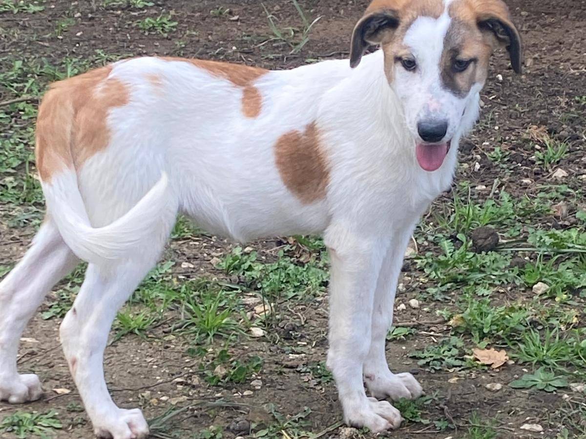 Vuoi adottare un cane a Avellino?