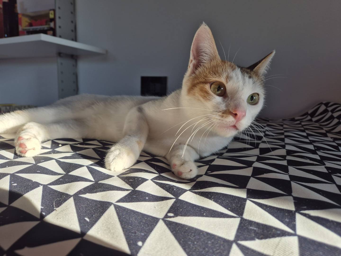 Adotta un gatto, femmina, 1 anno e 11 mesi, Parma