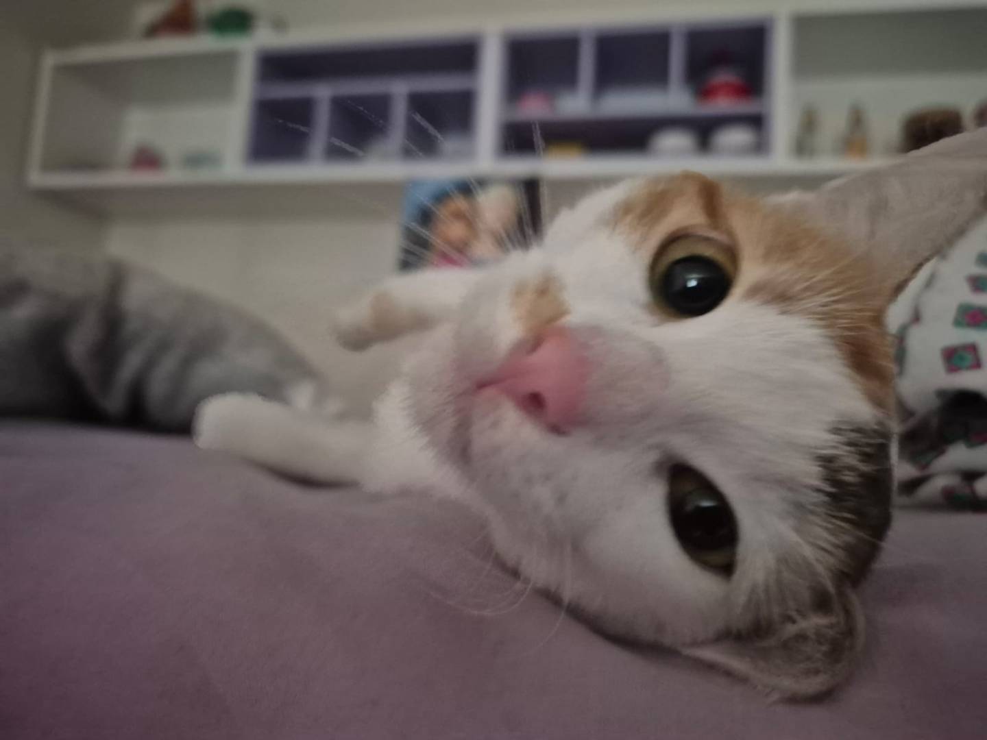 Adotta un gatto, taglia non valida, femmina, Parma
