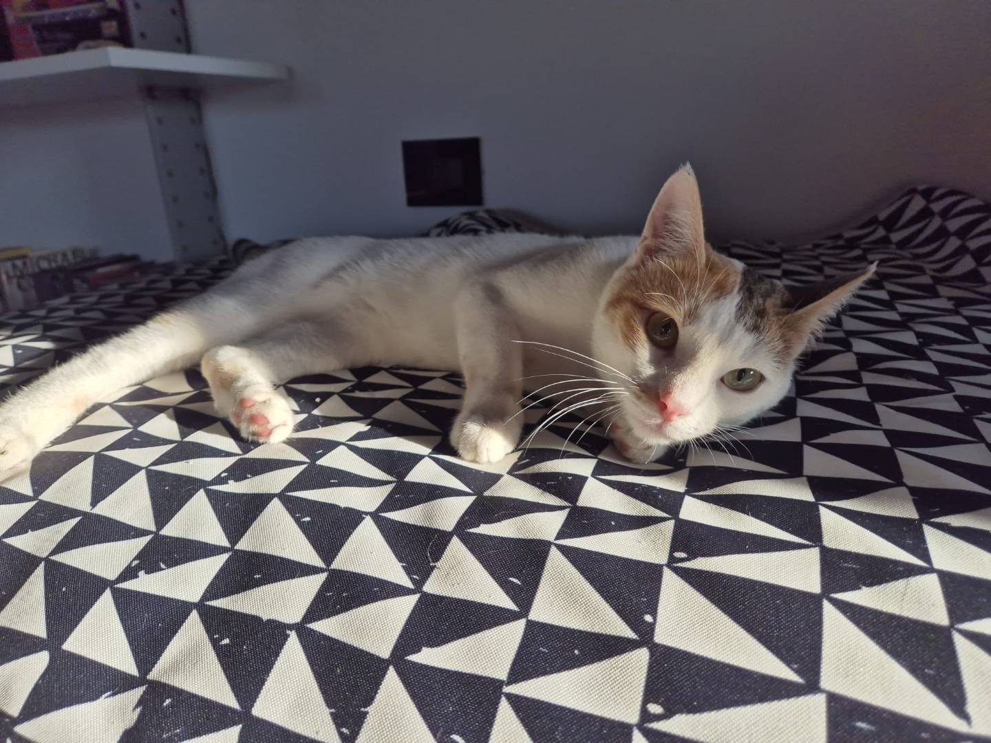 Vuoi adottare un gatto a Parma?