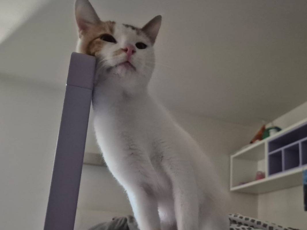 Adotta il gatto PennyP a Parma