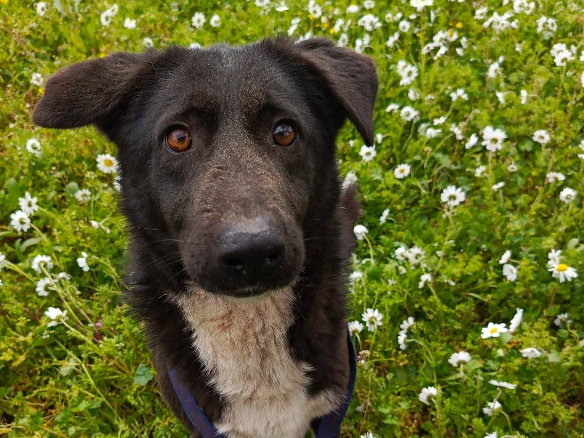 Adozione cane, femmina, Labrador Retriever Razza sconosciuta, 4 anni e 9 mesi, taglia media, Milano