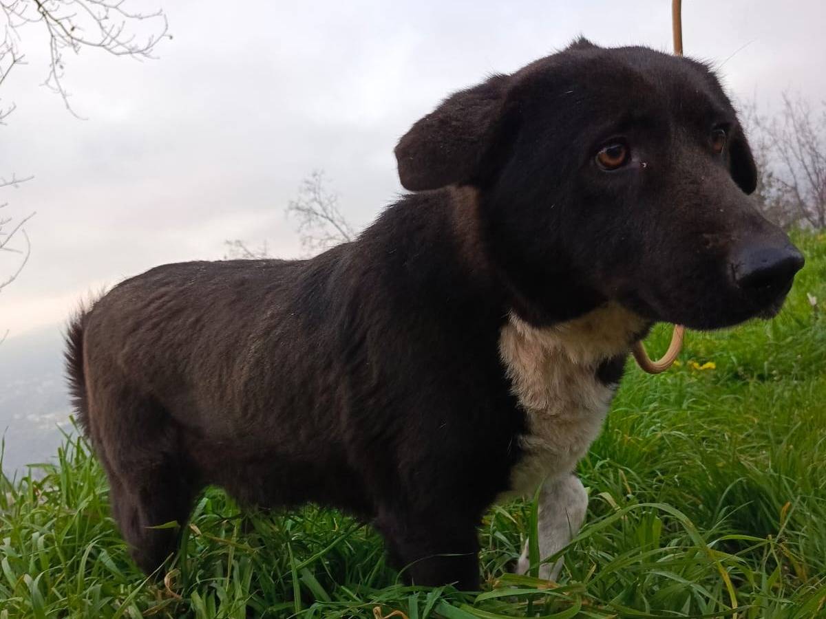 Adotta un cane, femmina, 4 anni e 9 mesi, Milano