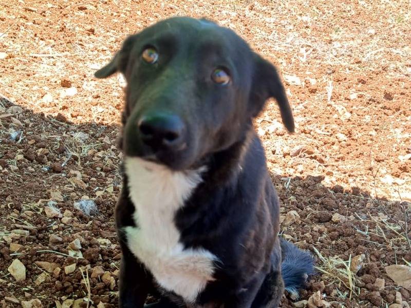 Adotta un cane, taglia media, femmina, Milano