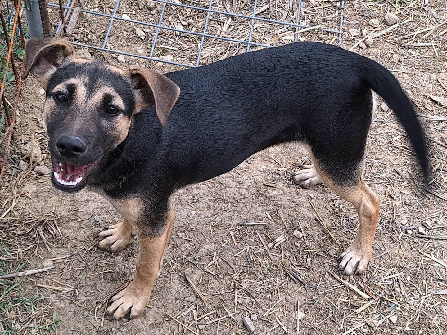 Adozione cane, femmina, Razza sconosciuta Razza sconosciuta, 5 mesi, taglia media contenuta, Teramo