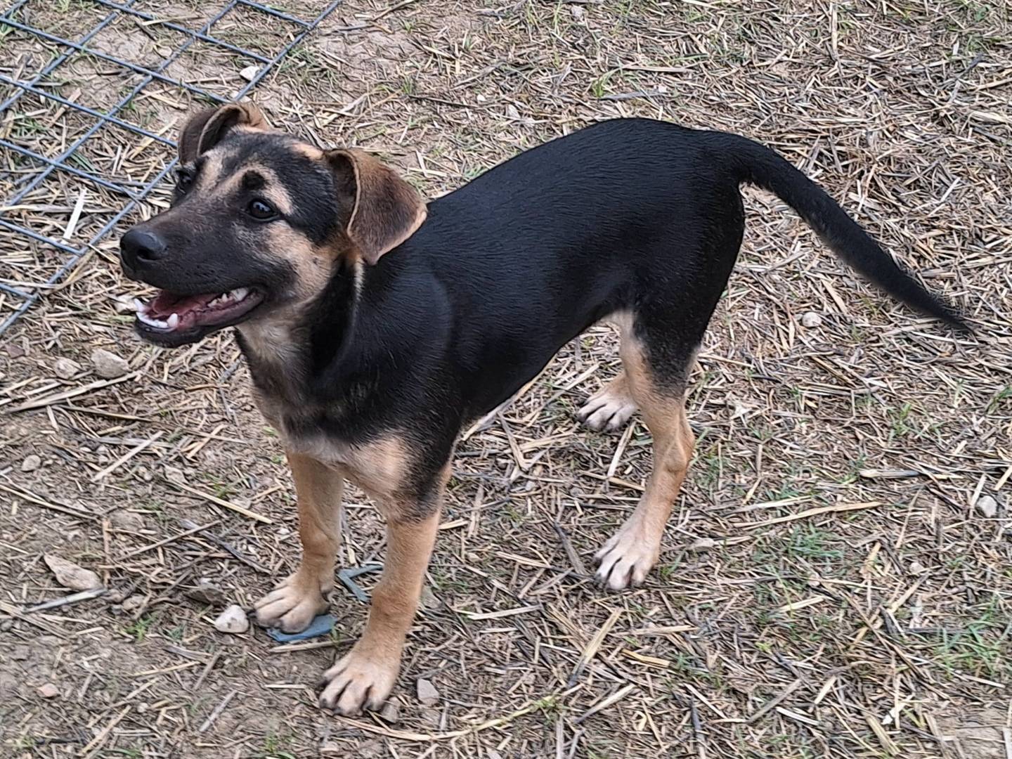 Adotta un cane, femmina, 5 mesi, Teramo