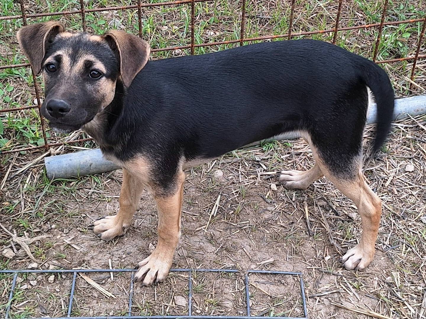 Adotta un cane, taglia media contenuta, femmina, Teramo