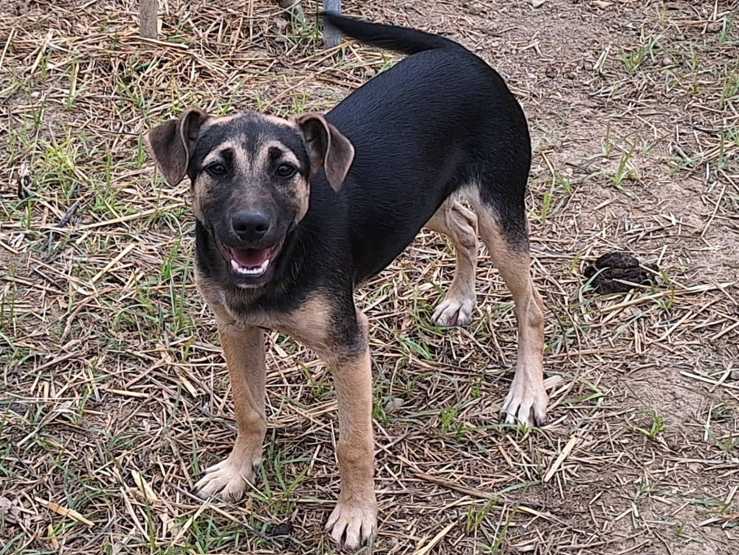 Vuoi adottare un cane a Teramo?