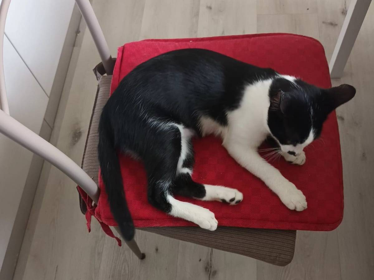 Adotta un gatto, taglia non valida, maschio, Parma