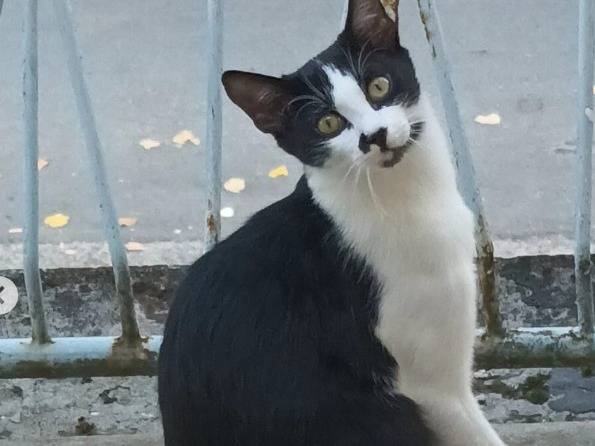 Adotta un gatto, maschio, 4 mesi, Parma