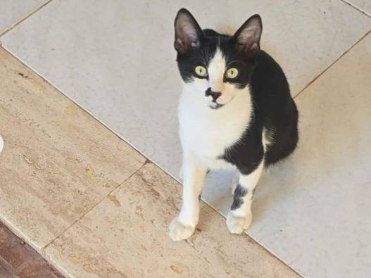 Adozione gatto, maschio, Razza sconosciuta Razza sconosciuta, 4 mesi, taglia non valida, Parma