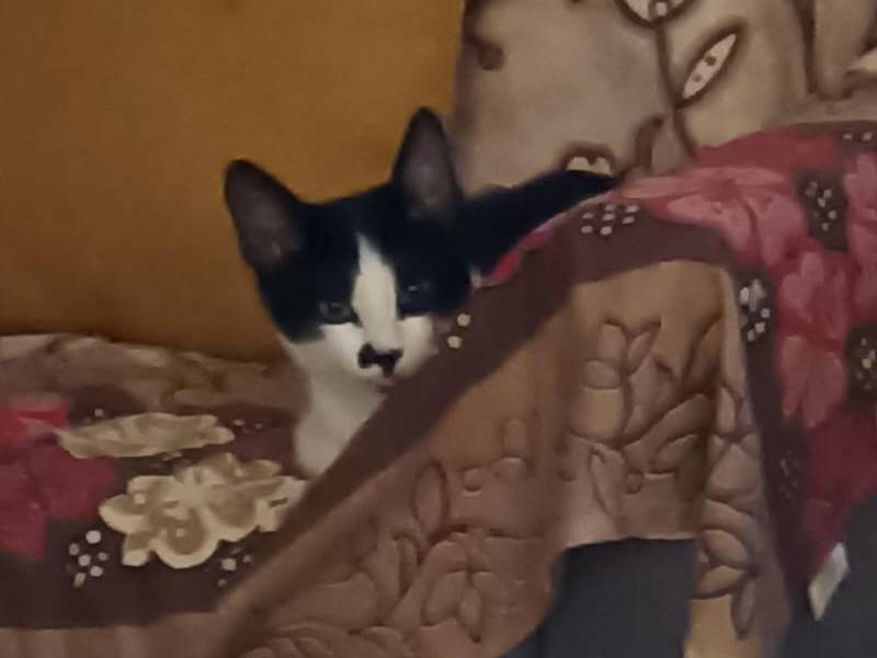 Vuoi adottare un gatto a Parma?