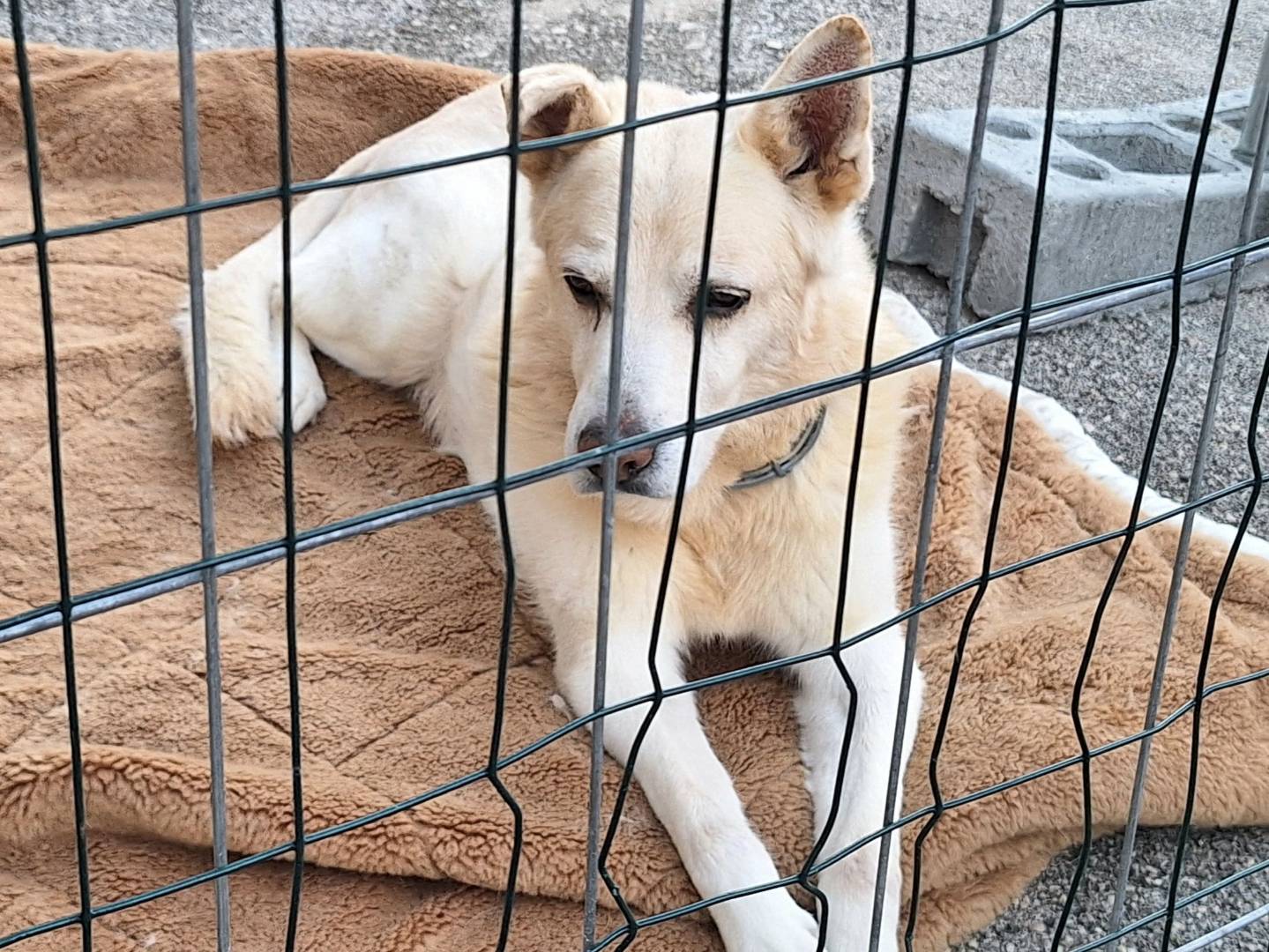Vuoi adottare un cane a Teramo?