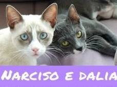 Adozione gatto, maschio, Razza sconosciuta Razza sconosciuta, 6 mesi, taglia non valida, Torino