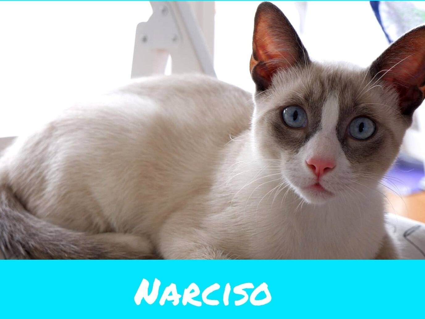 Adotta un gatto, maschio, 6 mesi, Torino