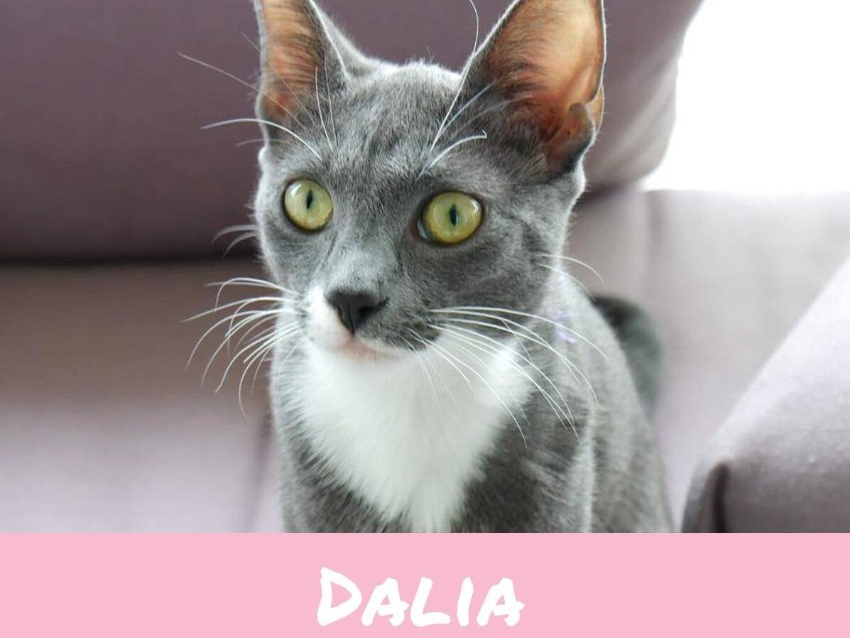 Adotta un gatto, taglia non valida, maschio, Torino