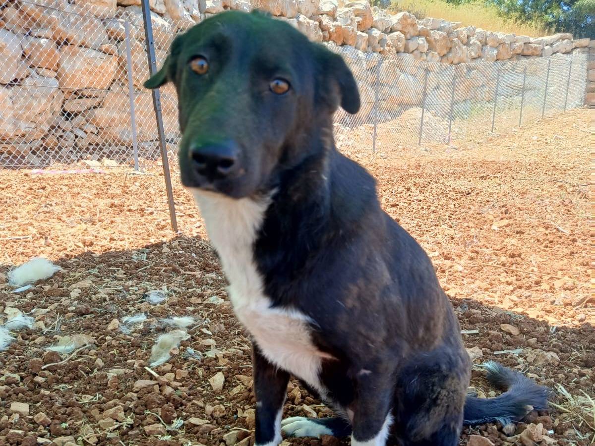 Vuoi adottare un cane a Milano?