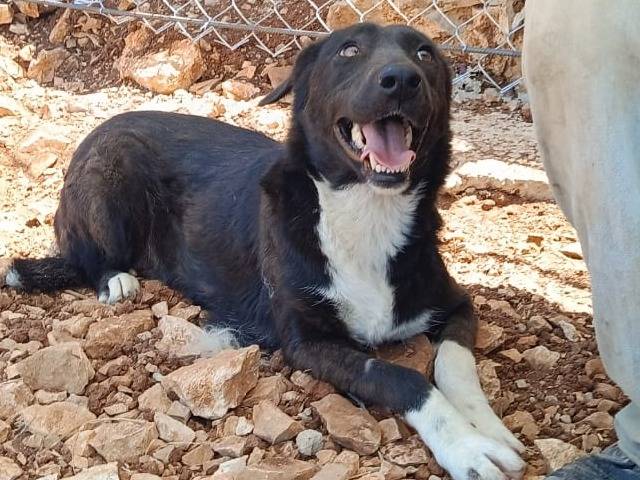 Adotta il cane Windy a Milano