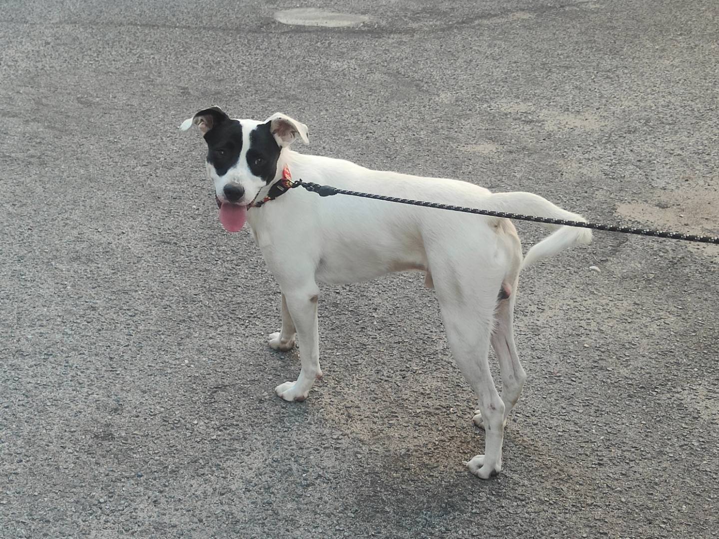 Adozione cane, maschio, Border Collie Razza sconosciuta, 7 mesi, taglia media, Vibo