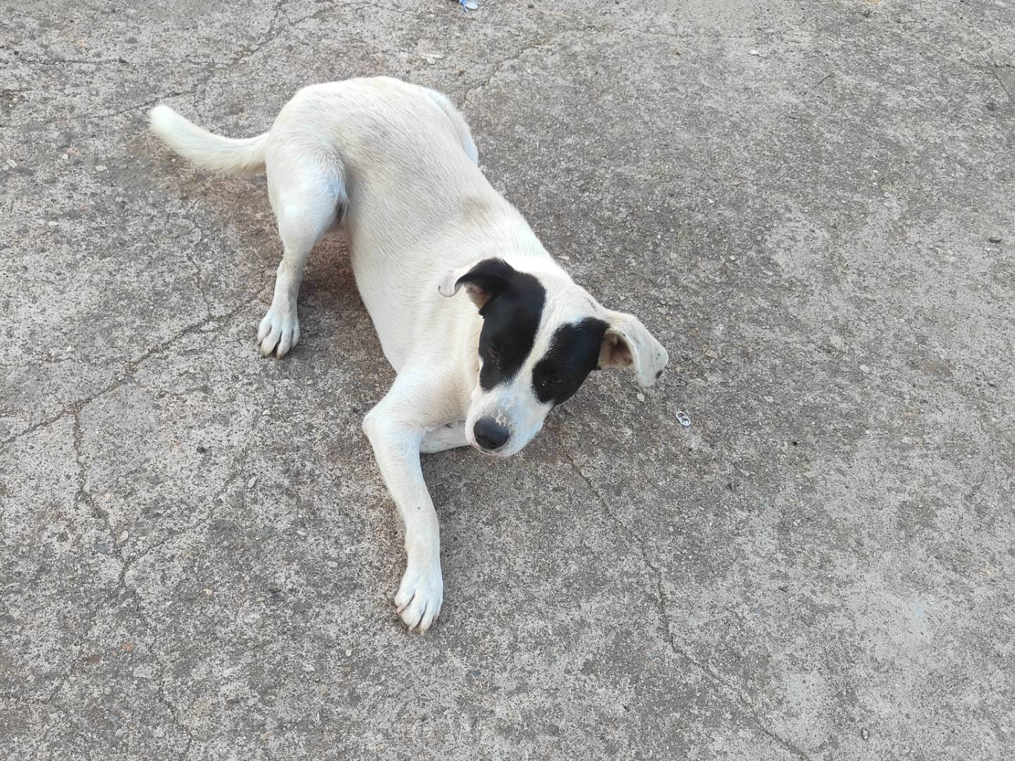 Adotta un cane, taglia media, maschio, Vibo